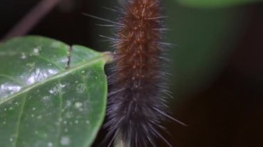 Yaprak üzerinde sürünen bir bahçe kaplanı tırtılı (Arctia caja). Dala tırmanan kahverengi bir tırtıl. Yağmur ormanlarında tüylü turuncu ve siyah tırtıl