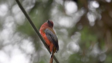 Kırmızı başlı Trogon kuşunun (Harpactes erythrocephalus) yeşil doğa bokeh arka planında bir elektrik kablosuna tüneyen erkeği. Ormandaki güzel kırmızı tüylü kuş