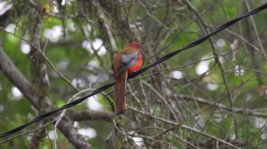 Kırmızı başlı Trogon kuşunun (Harpactes erythrocephalus) yeşil doğa bokeh arka planında bir elektrik kablosuna tüneyen erkeği. Ormandaki güzel kırmızı tüylü kuş