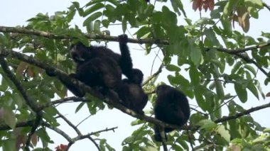 Siamang Gibbon ailesi tropikal yağmur ormanlarındaki ağaçta dinleniyor. Symphalangus syndactylus, Malezya, Tayland ve Sumatra ormanlarına özgü, nesli tükenmekte olan, siyah kürklü bir ağaç şefidir.