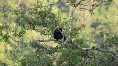 Siamang Gibbon tropikal yağmur ormanlarında ağaçta oturuyor. Symphalangus syndactylus, Malezya, Tayland ve Sumatra ormanlarına özgü, nesli tükenmekte olan, siyah kürklü bir ağaç şefidir.
