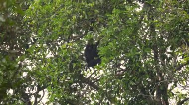 Siamang Gibbon tropikal yağmur ormanlarında yaprak yer. Symphalangus syndactylus besleniyor. Sumatra uzun kollu siyah maymun Malezya ormanında ağaçta asılı.