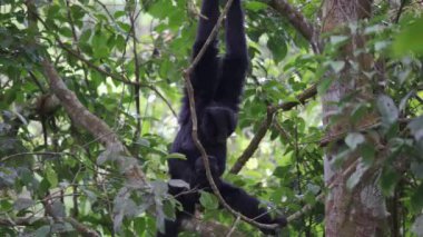 Siamang (siyah kürklü jibon) anne ağaçta bebekle sallanıyor. Genç Symphalagus syndactylus annesine tutunuyor ve yağmur ormanlarında, Fraser 's Hill, Malezya' da ağaca asılıyor.
