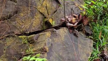 Yağmur ormanlarındaki yosunlu ağaçların üzerinde Benekli Orman Kayağı (Sthe morphus praesignis). Fraser Tepesi Ormanı, Malezya 'da kertenkele görülmüş. Scincidae familyasından bir kertenkele türü.