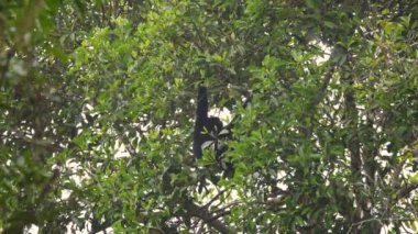 Siamang Gibbon tropikal yağmur ormanlarında yaprak yer. Symphalangus syndactylus besleniyor. Sumatra uzun kollu siyah maymun Malezya ormanında ağaçta asılı.