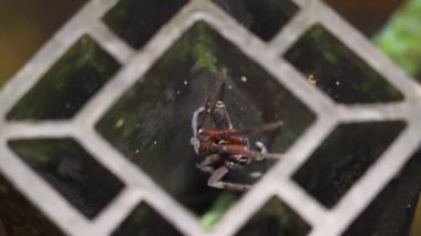 Avcı örümcek (Sparassidae) deliğe yaklaş. Dev orman örümceği çelik bir delikte saklanıyor.