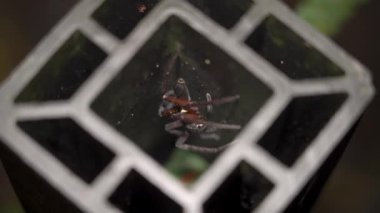 Avcı örümcek (Sparassidae) deliğe yaklaş. Dev orman örümceği çelik bir delikte saklanıyor.