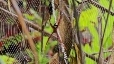 Çapraz Örümcek 'in (Argiope reinwardti) bulanık doğal yeşil bir arka planda yakın plan görüntüsü. Ormandaki örümcek ağı. Sarı çizgili örümcek rüzgarlı bir günde avını bekliyor. Küre ağ örümceği