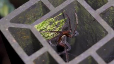 Avcı örümcek (Sparassidae) deliğe yaklaş. Dev orman örümceği çelik bir delikte saklanıyor.