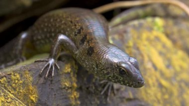 Yağmur ormanlarındaki yosunlu ağaçların üzerinde Benekli Orman Kayağı (Sthe morphus praesignis). Fraser Tepesi Ormanı, Malezya 'da kertenkele görülmüş. Scincidae familyasından bir kertenkele türü.