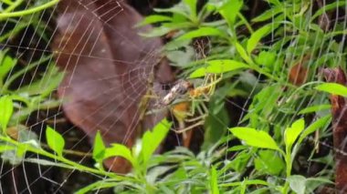 Yeşil örümcek bir böceği ipek ile yakalar ve sarar. Örümcek ağı üzerinde avını yiyen küre dokumacı örümcek. Makro görüntüyü kapat
