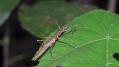Yaprakların üzerinde dişi sopa çekirgesi. Yürüyen sopa çekirgeleri, sopa böcekleri, böcek sopaları ya da bitki örtüsüne tünemiş hayalet böcekler. Presbistus cinsi