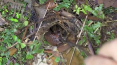 Malezya Mor-femur Tarantula (Coremiocnemis hoggi) evinde. Tarantula delikte. Yuvadan çıkan ya da avlanmak için yuvadan çıkan örümcek.