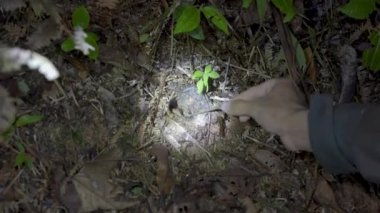 Malezya Mor-femur Tarantula (Coremiocnemis hoggi) delikte ya da orman zemininde saklanır. Erkek el, gece yağmur ormanlarının yaşam alanını keşfediyor. Vahşi yaşam gözlemi