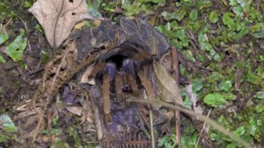 Malezya Mor-femur Tarantula (Coremiocnemis hoggi) evinde. Tarantula delikte. Yuvadan çıkan ya da avlanmak için yuvadan çıkan örümcek.