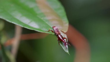 Düz Burunlu Buğday biti (Kabile Akratini). Brentidae, çoğunlukla xylophagous böceğinden oluşan kozmopolit bir ailedir. Yapraktaki bir hatayı kapat