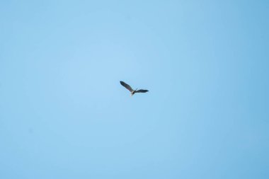 Mor balıkçıl (Ardea saf kuş) açık mavi gökyüzünde uçar. Havada süzülürken kanatları açılır. Kuş gökyüzünde yalnızdır. Alt görünüm