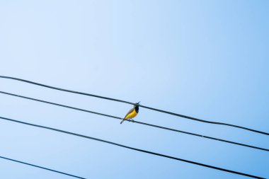 Olive-back Sunbird açık mavi gökyüzüne karşı bir kabloya tünemişti. Kuş küçük, sarı ve siyah tüylü kabloya otur..