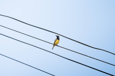 Olive-back Sunbird açık mavi gökyüzüne karşı bir kabloya tünemişti. Kuş küçük, sarı ve siyah tüylü kabloya otur..