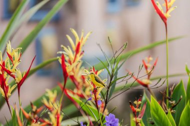 Zeytin destekli bir güneş kuşu (Cinnyris jugularis) canlı kırmızı ve sarı bir heliconia çiçeğiyle tünemiş ve beslenmiştir. Doğa, tropikal yaban hayatı, tozlaşma ve biyolojik çeşitlilik temaları için mükemmel bir görüntü..