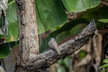 Zebra Güvercini (Geopelia striata) yemyeşil tropikal yaprakların arasında bir ağaç dalına tünemiştir. Muz yaprakları ve yoğun yeşilliklerle çevrili. Vahşi yaşam, biyolojik çeşitlilik, kuş izleme.