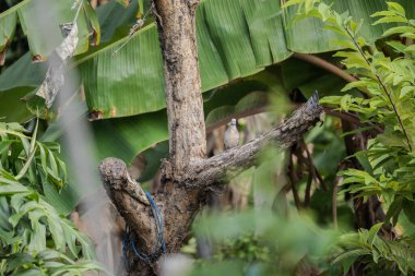 Zebra Güvercini (Geopelia striata) yemyeşil tropikal yaprakların arasında bir ağaç dalına tünemiştir. Muz yaprakları ve yoğun yeşilliklerle çevrili. Vahşi yaşam, biyolojik çeşitlilik, kuş izleme.