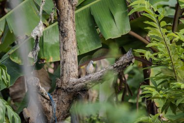 Zebra Güvercini (Geopelia striata) yemyeşil tropikal yaprakların arasında bir ağaç dalına tünemiştir. Muz yaprakları ve yoğun yeşilliklerle çevrili. Vahşi yaşam, biyolojik çeşitlilik, kuş izleme.