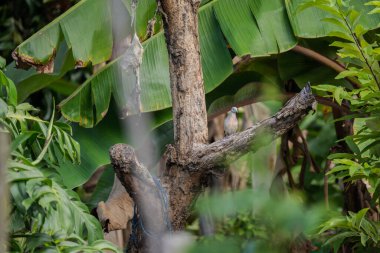 Zebra Güvercini (Geopelia striata) yemyeşil tropikal yaprakların arasında bir ağaç dalına tünemiştir. Muz yaprakları ve yoğun yeşilliklerle çevrili. Vahşi yaşam, biyolojik çeşitlilik, kuş izleme.