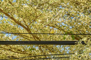Küçük sarı bir kuş - Dişi kahverengi boğaz Sunbird (Anthreptes malacensis), bir ağacın canlı ve çeşitli yapraklarıyla çevrili bir elektrik teli üzerinde dinlenir..