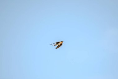 Ahır kırlangıcı (Hirundo rustica) veya Pasifik Kırlangıcı (Hirundo javanica) bulutlu mavi gökyüzüne karşı uçuyor. Kuşlar uçuşun ortasında yakalanır, açık havada uçarken kanatlar açılır..