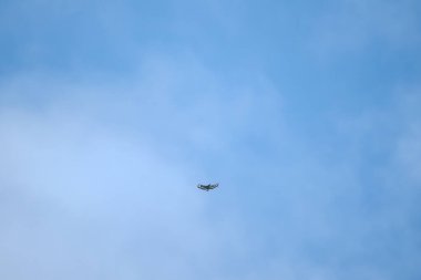 Bir İbikli Yılan-Kartal havada zahmetsizce süzülür, avını aramak için termal hava akımlarına binerken kanatları açılır. Yırtıcı kuş bulutla mavi gökyüzüne doğru uçar.