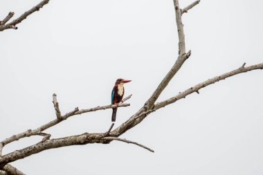 Beyaz boğazlı Kingfisher (Halcyon smyrnensis) kuş, parlak ve bulutlu bir gökyüzüne karşı çıplak bir dala tünemişti. Kuş canlı mavi, kahverengi ve beyaz tüylüdür.