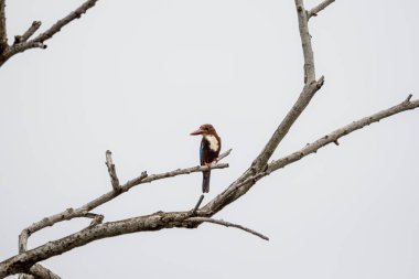 Beyaz boğazlı Kingfisher (Halcyon smyrnensis) kuş, parlak ve bulutlu bir gökyüzüne karşı çıplak bir dala tünemişti. Kuş canlı mavi, kahverengi ve beyaz tüylüdür.