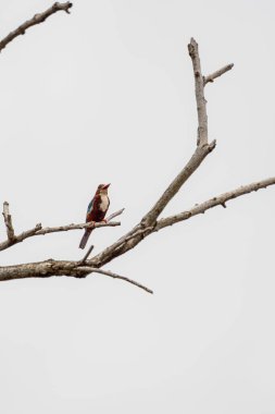Beyaz boğazlı Kingfisher (Halcyon smyrnensis) kuş, parlak ve bulutlu bir gökyüzüne karşı çıplak bir dala tünemişti. Kuş canlı mavi, kahverengi ve beyaz tüylüdür.