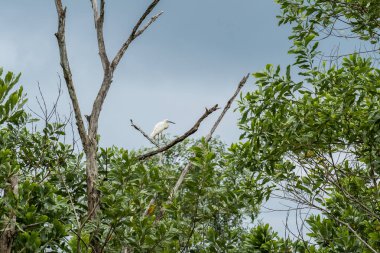 Küçük balıkçıl (Egretta garzetta) yemyeşil yeşillikte çıplak bir dala tünemişti. Ormandaki ölü ağaçta duran beyaz kuşu kapat.
