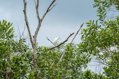 Küçük balıkçıl (Egretta garzetta) yemyeşil yeşillikte çıplak bir dala tünemişti. Ormandaki ölü ağaçta duran beyaz kuşu kapat.