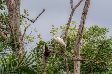 Küçük balıkçıl (Egretta garzetta) yemyeşil yeşillikte çıplak bir dala tünemişti. Ormandaki ölü ağaçta duran beyaz kuşu kapat.