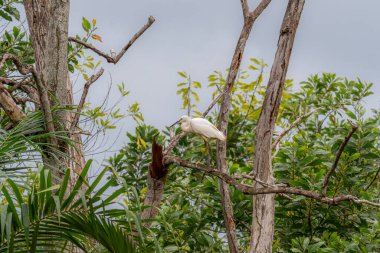 Küçük balıkçıl (Egretta garzetta) yemyeşil yeşillikte çıplak bir dala tünemişti. Ormandaki ölü ağaçta duran beyaz kuşu kapat.