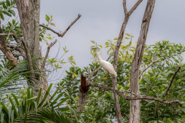 Küçük balıkçıl (Egretta garzetta) yemyeşil yeşillikte çıplak bir dala tünemişti. Ormandaki ölü ağaçta duran beyaz kuşu kapat.
