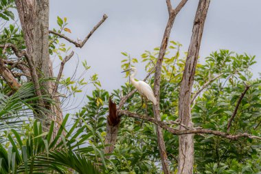 Küçük balıkçıl (Egretta garzetta) yemyeşil yeşillikte çıplak bir dala tünemişti. Ormandaki ölü ağaçta duran beyaz kuşu kapat.