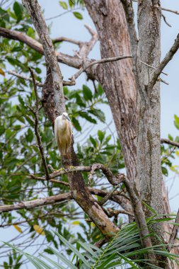 Küçük balıkçıl (Egretta garzetta) yemyeşil yeşillikte çıplak bir dala tünemişti. Ormandaki ölü ağaçta duran beyaz kuşu kapat.