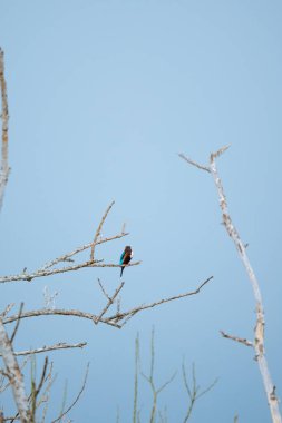 Beyaz boğazlı Kingfisher (Halcyon smyrnensis) kuşu mavi gökyüzüne karşı çıplak bir dala tünedi. Kuş canlı mavi, kahverengi ve beyaz tüylüdür.