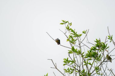 Pembe boyunlu Yeşil Güvercin (Treron vernans) bir ağaç dalına tünemiş, izole edilmiş beyaz arka plan. Dal üstünde kuşlar. Vahşi yaşam