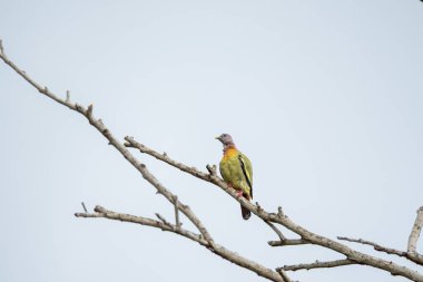 Pembe boyunlu Yeşil Güvercin (Treron vernans) çıplak bir ağaç dalına tünemiştir. Kuru ölü ağaçtaki kuş. Vahşi yaşam. Kuş izleme