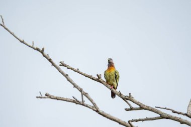 Pembe boyunlu Yeşil Güvercin (Treron vernans) çıplak bir ağaç dalına tünemiştir. Kuru ölü ağaçtaki kuş. Vahşi yaşam. Kuş izleme