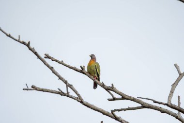 Pembe boyunlu Yeşil Güvercin (Treron vernans) çıplak bir ağaç dalına tünemiştir. Kuru ölü ağaçtaki kuş. Vahşi yaşam. Kuş izleme
