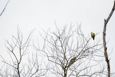 Çıplak ağaç dalına tünemiş pembe boyunlu Yeşil Güvercin (Treron vernans). Ölü ağaç dalındaki kuşlar. Vahşi yaşam