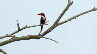 Beyaz boğazlı Kingfisher (Halcyon smyrnensis), çıplak bir dala tünemiş beyaz arka plan. Mavi kahverengi kuş ölü ağaçta