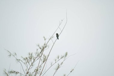 Oryantal dollarbird (Eurystomus orientalis) bir ağaç dalına tünemiştir. Dal üzerinde yeşil tüylü kuş. Vahşi yaşam. Kuş izleme