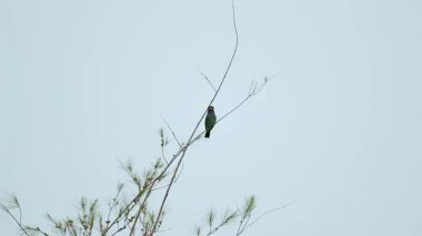 Oriental dollarbird (Eurystomus orientalis) poops on a tree branch isolated blue sky. Green plumage bird shit on twig. Wildlife. Bird watching